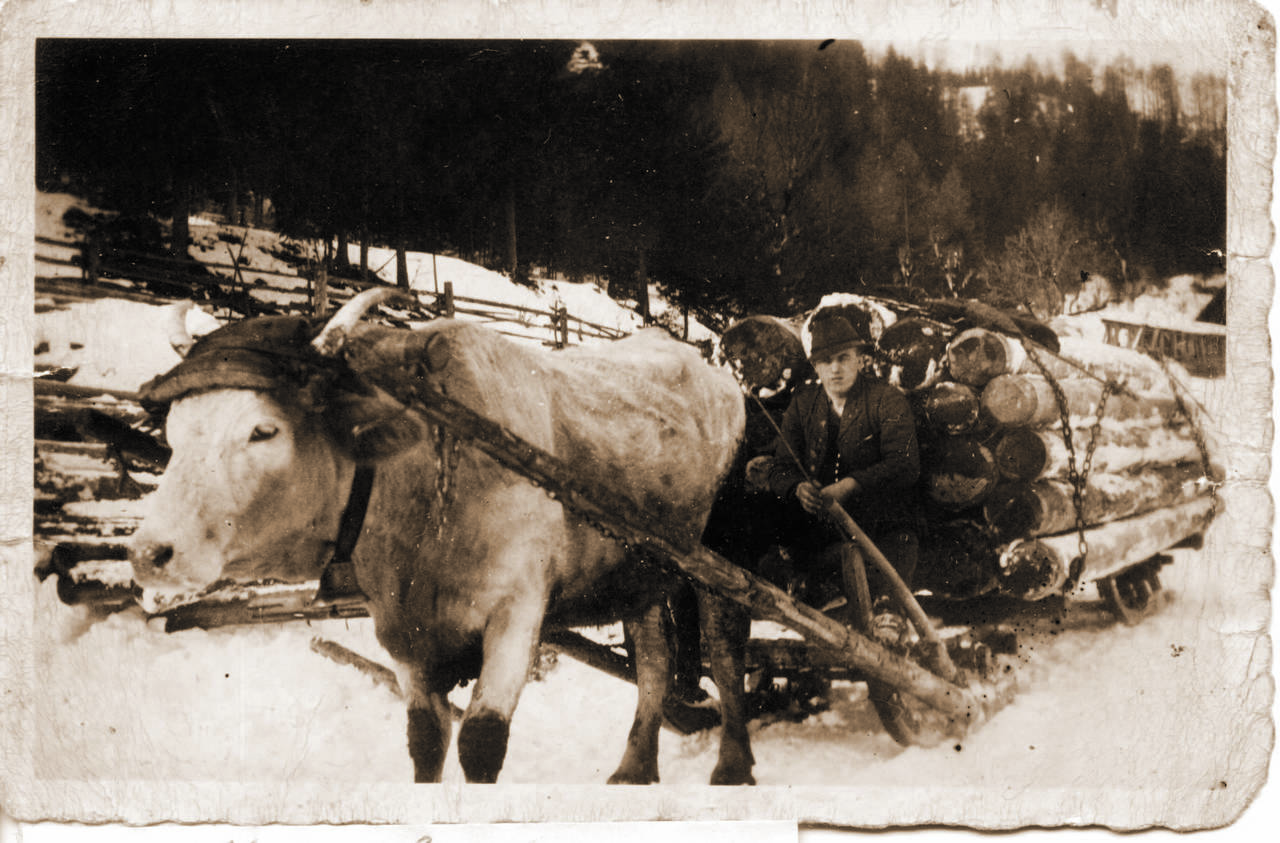 Holzfuhrwerk, Klachlbauer, Steiner Peter, Unteralpe, Zugtier
