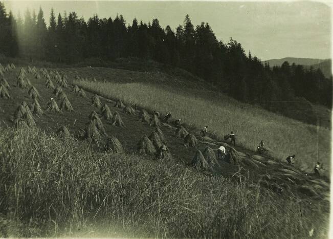 Ernte, Erntezeit, Fritz, Fritzbauer Auer, Getreide, Metnitz, Roggen, schneiden, Tecklan, Wöbring, Wöbring 26