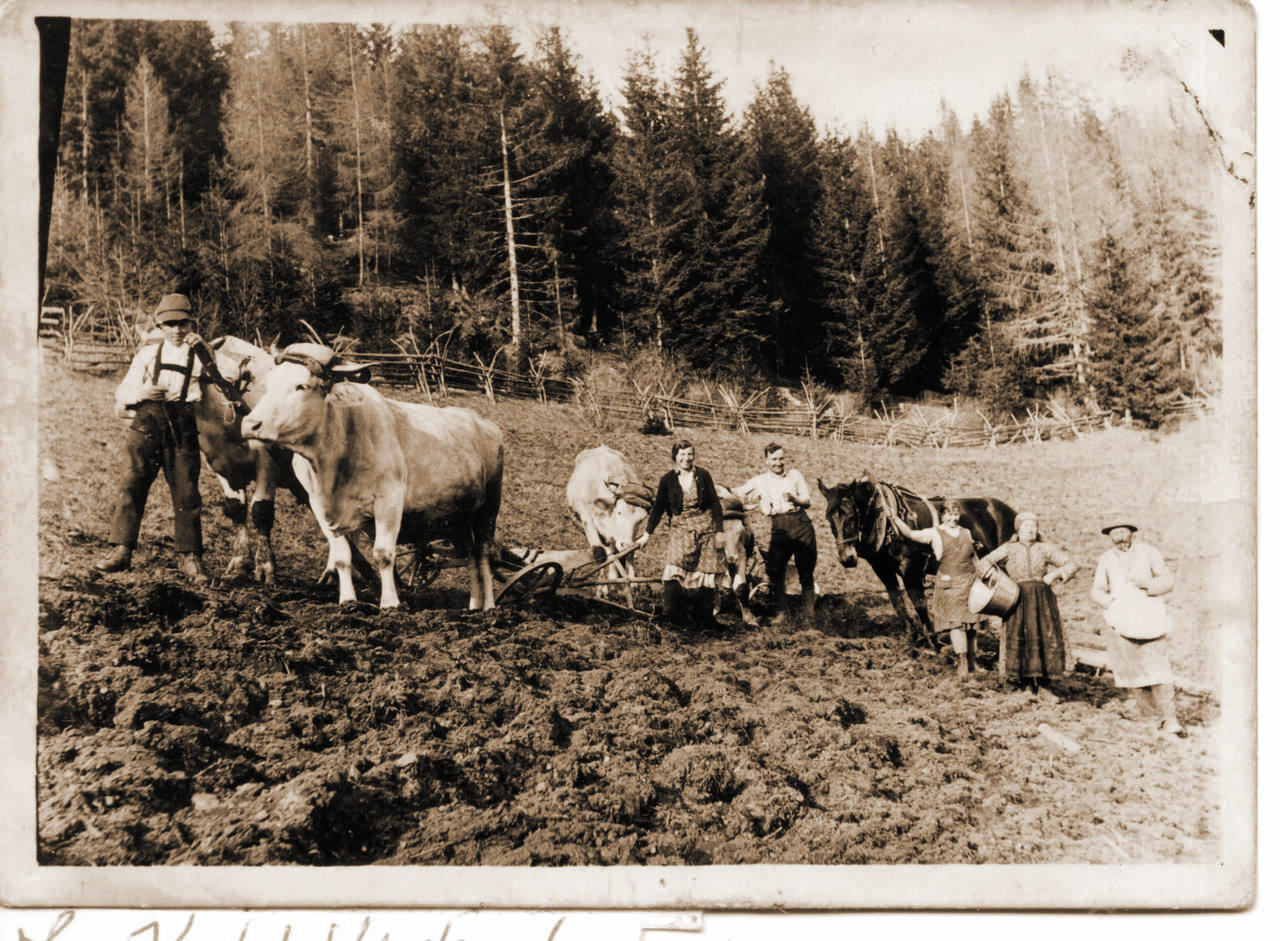 eingespannte Kühe, Feldarbeit, Frauen, Kahl, Kinder, Kühe, Kuhgespann, Männer, Metnitz, Pflug, pflügen, Unteralpe, Unteralpe 6, vlg. Kahl